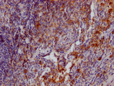 SELPLG Antibody