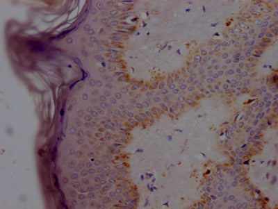 SNCA Antibody