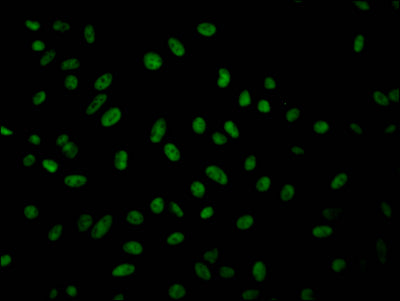 GMNN Antibody