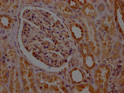 PTGER2 Antibody