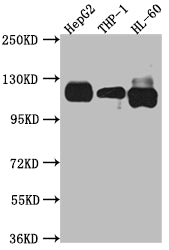 NOTCH1 Antibody