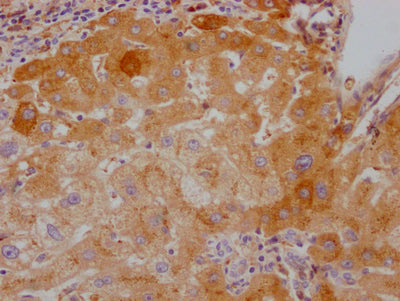 F10 Antibody