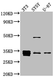 CCND1 Antibody