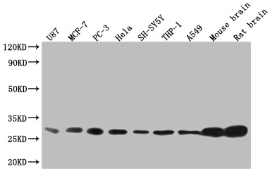 YWHAB Antibody