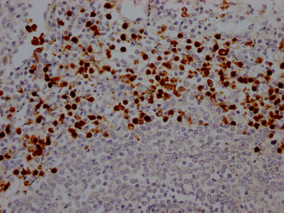 MPO Antibody
