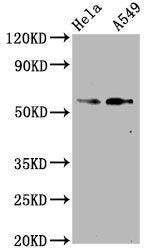 Phospho-SMAD2 (S250) Antibody