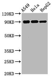 Phospho-RPS6KA1 (S380) Antibody