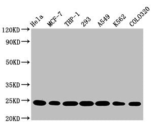 BAK1 Antibody