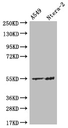 HMGCS2 Antibody