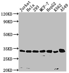 CDK4 Antibody