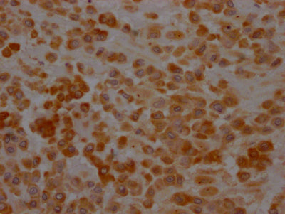 SERPINH1 Antibody