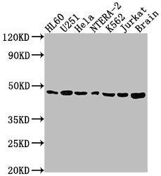 F3 Antibody