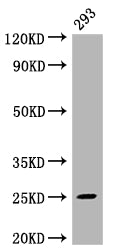 MAD2L2 Antibody