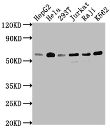 TRAF2 Antibody
