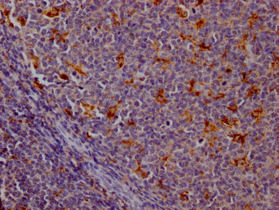 CTSS Antibody