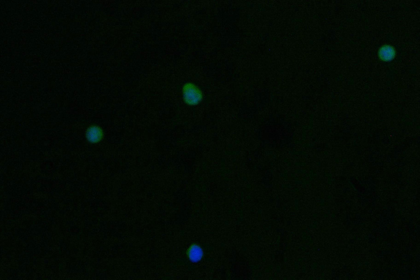 PRSS2 Antibody