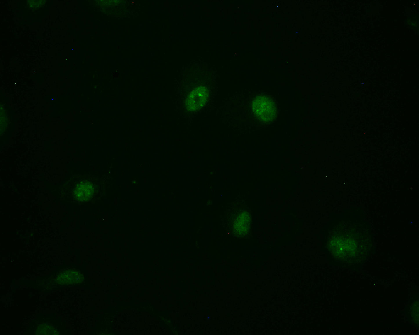 MBD1 Antibody