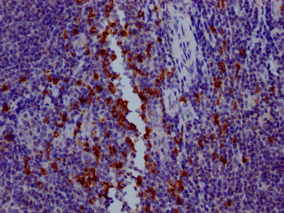 GZMB Antibody