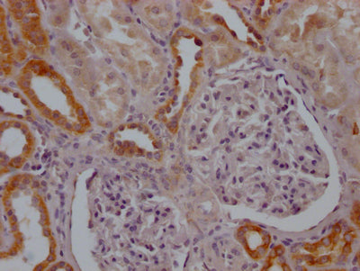 MFN2 Antibody