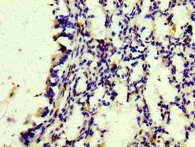 CD163 Antibody