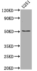 TP53 Antibody