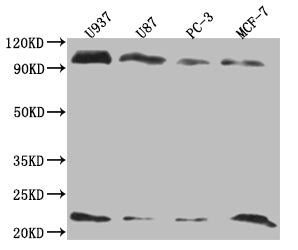 LMO2 Antibody