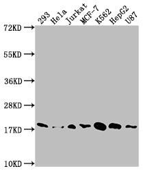 SOD1 Antibody