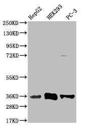 NTHL1 Antibody