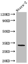 CASP3 Antibody