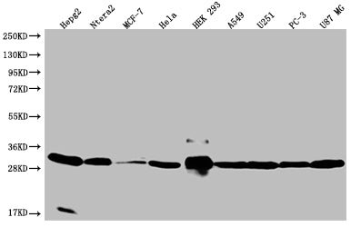 BCAP31 Antibody
