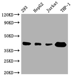 TMEM173 Antibody