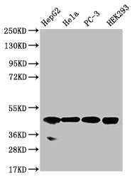 NSDHL Antibody