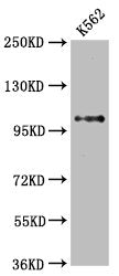 DGCR8 Antibody