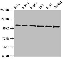 CDC5L Antibody