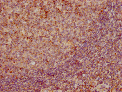 CCL19 Antibody