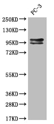 KIFAP3 Antibody