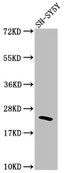RHOA Antibody