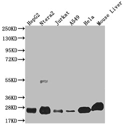 NQO2 Antibody