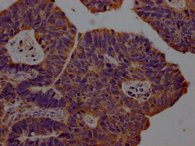 CXCL10 Antibody