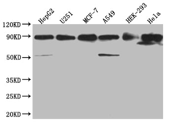 HSP90AB1 Antibody