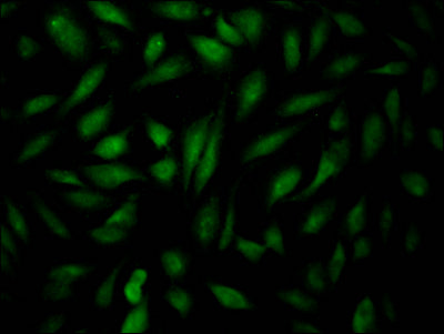 EPAS1 Antibody