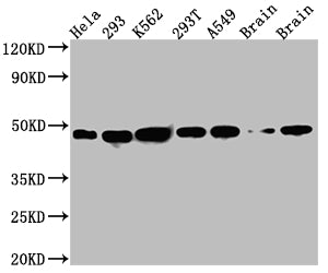 NUDC Antibody