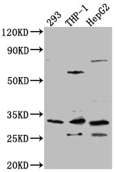 COMT Antibody