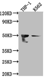 FDFT1 Antibody
