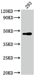 JUN Antibody