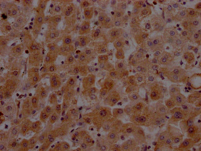 F2 Antibody