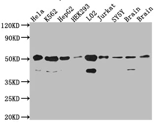 RBBP4 Antibody