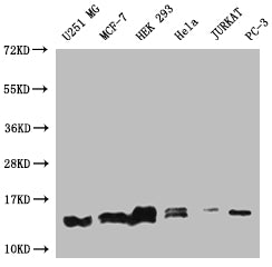 PIN4 Antibody