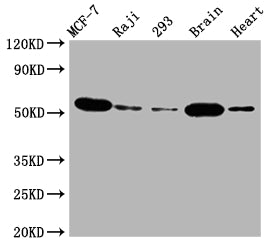 AKT1 Antibody