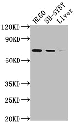 PTGS1 Antibody